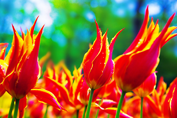 포토 JPG 해외이미지 식물 계절 공원 꽃잎 꽃 분홍색 꽃다발 백그라운드 잎 꽃무늬 자연 벽지 하늘 휴가 발렌타인데이 선물 사랑 사람없음 장식 빨간색 초록색 여름 파란색 컬러풀 태양 노란색 보라색 봄 튤립 벚꽃 신선 4월 5월 네덜란드 내추럴 해외202004 해외포토 자연요소 공공시설 감정 유럽 컬러 무늬 데이이벤트 날짜 생태계 파일형식 이미지허브