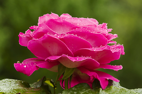 포토 JPG 해외이미지 식물 꽃잎 꽃 분홍색 꽃무늬 사람없음 초록색 물 여름 장미 정원 물방울 신선 떨어짐 이슬 묘사 해외202004 해외포토 자연요소 계절 컬러 컨셉 무늬 파일형식 이미지허브