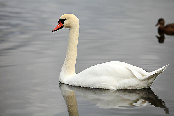 포토 JPG 해외이미지 주간 호수 두마리 사람없음 야외 백조 청둥오리 해외202004 해외포토 자연요소 2 조류 오리 파일형식 이미지허브