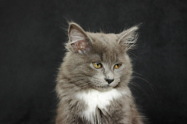 포토 JPG 해외이미지 동물 1 응시 얼굴 백그라운드 장난 포유류 수염 털 앉기 사람없음 반려동물 검은색 고양이 회색 흰색 작음 호기심 꼬리 부드러움 노려봄 고립 해외202004 해외포토 시선 감정 컬러 컨셉 모션 표정 신체부위 감각 크기 파일형식 이미지허브