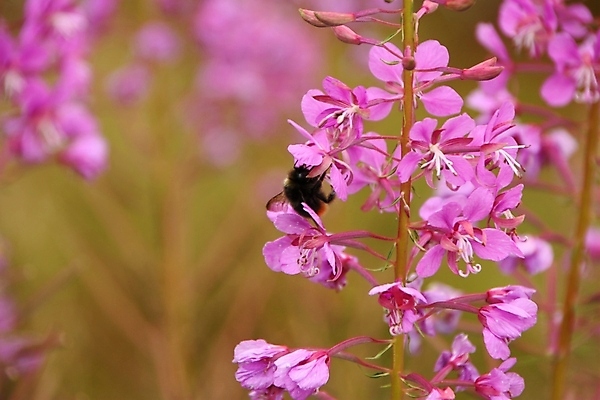 포토 JPG 해외이미지 식물 꽃잎 꽃 분홍색 곤충 밭 채소 추상 친절 사람없음 목재 장미 정원 보라색 행성 만 핥기 빨다 허브 버드나무 꿀 꽃수술 호박벌 해외202004 해외포토 나무 동물 컬러 무늬 농업 재료 모션 우주 벌_곤충 파일형식 이미지허브