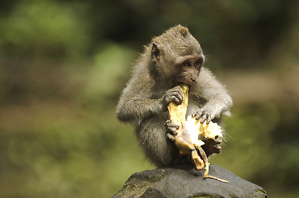 포토 JPG 해외이미지 동물 얼굴 어린이 음식 섬 과일 장난 포유류 가족 자연 털 바나나 동물원 앉기 사람없음 야외 초록색 회색 원숭이 표현 아기 대접 잡기 맛 숲 작음 먹기 스마트 호기심 발리 인도네시아 멸종 유인원 말레이시아 무료 배려 해외202004 해외포토 감정 아시아 컬러 컨셉 관계 모션 사람 신체부위 크기 생태계 파일형식 이미지허브