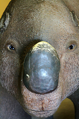 포토 JPG 해외이미지 공원 호수 포유류 사람없음 세계 머리 재산 호주 큼 아래 코 지역 멸종 전국 해외202004 해외포토 동물 공공시설 신체부위 금융 오세아니아 크기 방향 위치 파일형식 이미지허브