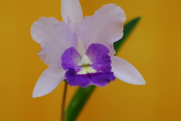 포토 JPG 해외이미지 식물 꽃 자연 사람없음 정원 보라색 흰색 난초 원예 해외202004 해외포토 컬러 취미 생태계 파일형식 이미지허브