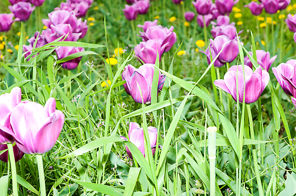 포토 JPG 해외이미지 식물 계절 공원 꽃 줄기 분홍색 꽃다발 백그라운드 잎 꽃무늬 밭 오렌지 자연 부활절 사랑 사람없음 장식 빨간색 초록색 컬러풀 노란색 정원 보라색 봄 활발 튤립 성장 벚꽃 개화 내추럴 해외202004 해외포토 공공시설 기념일 감정 컬러 컨셉 무늬 농업 과일 생태계 파일형식 이미지허브