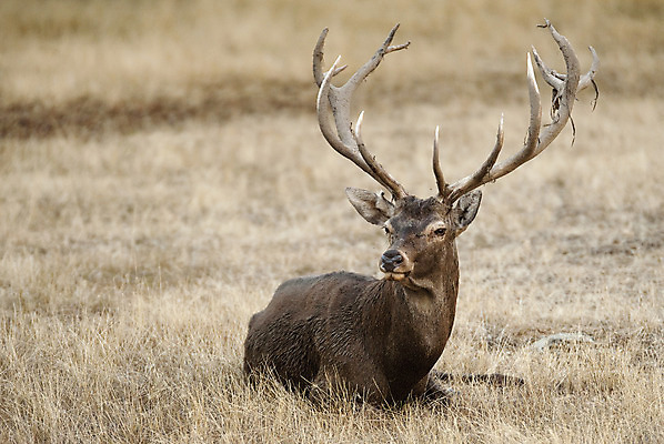 포토 JPG 해외이미지 나무 식물 동물 남자 실루엣 유럽 야생동물 잎 포유류 자연 사슴 뿔 풍경 사람없음 빨간색 컬러풀 달러 가을 시골 그룹 스페인 군중 저녁 숲 바퀴자국 사파리 사냥 사냥꾼 짝짓기 10월 내추럴 산악지대 동물상 웅장함 찰과상 초식 반추동물 해외202004 해외포토 직업 계절 나라 컬러 돈 자국 산 촬영기법 사람 조형물 날짜 상처 야간 생태계 파일형식 이미지허브