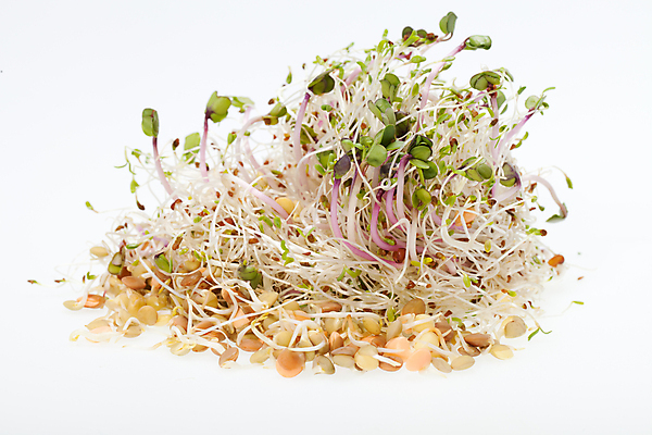 포토 JPG 해외이미지 식물 음식 백그라운드 잎 패턴 농업 다이어트 채소 재료 자연 추상 새로움 건조 건강 종류 씨앗 사람없음 초록색 새싹 주방 샐러드 수확 성장 흰색 신선 그룹 냄비 브로콜리 낟알 시리얼 유기농 질감 날것 뿌리 고립 대두 바이오 채식주의자 총각무 해외202004 해외포토 웰빙 산업 컬러 컨셉 무늬 솥 무 생태계 채식 파일형식 이미지허브