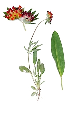 포토 JPG 해외이미지 식물 꽃 유럽 백그라운드 잎 꽃무늬 오렌지 사람없음 세로 초록색 약 노란색 벚꽃 흰색 개화 신장 허브 묘사 고립 해외202004 해외포토 나라 컬러 무늬 과일 의학 비뇨기관 파일형식 이미지허브