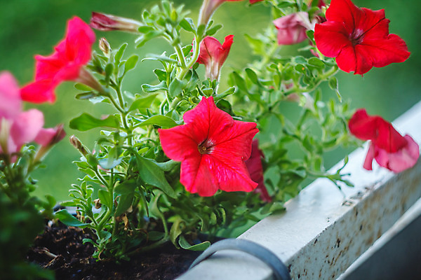 포토 JPG 해외이미지 식물 디자인 꽃잎 꽃 화분 분홍색 백그라운드 창문 자연 사람없음 장식 초록색 여름 컬러풀 보라색 봄 신선 허브 원예 내추럴 심기 해외202004 해외포토 계절 컬러 모션 취미 생태계 파일형식 이미지허브