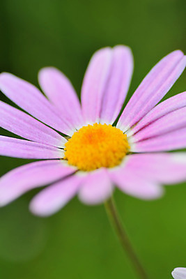 포토 JPG 해외이미지 식물 계절 꽃잎 꽃 아시아 백그라운드 꽃무늬 오렌지 자연 사람없음 야외 빨간색 세로 초록색 여름 컬러풀 노란색 정원 일본 보라색 봄 활발 벚꽃 흰색 신선 개화 닫기 원예 질감 데이지 보케 향기 내추럴 강렬 고립 그리너리 해외202004 해외포토 나라 컬러 컨셉 무늬 과일 모션 취미 생태계 냄새 파일형식 트랜드컬러 이미지허브