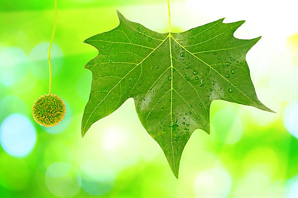 포토 JPG 해외이미지 나무 식물 백그라운드 단풍 잎 자연 아침 추상 사람없음 야외 초록색 물 여름 빛 햇빛 환경 정원 맑음 화목 봄 젖음 성장 흰색 물방울 신선 닫기 떨어짐 숲 빗방울 순수 유기농 아이비 내추럴 고립 떠남 생태학 해외202004 해외포토 주간 자연요소 웰빙 계절 교육 컬러 컨셉 무늬 모션 날씨 태양 비_날씨 생태계 파일형식 이미지허브