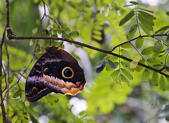 포토 JPG 해외이미지 야생동물 나비 곤충 날개 자연 휴식 안테나 매달리기 사람없음 갈색 점 벌레 큼 부엉이 잔물결 취급주의 해외202004 해외포토 동물 물결 컬러 컨셉 통신 모션 조류 경고 크기 생태계 파일형식 이미지허브