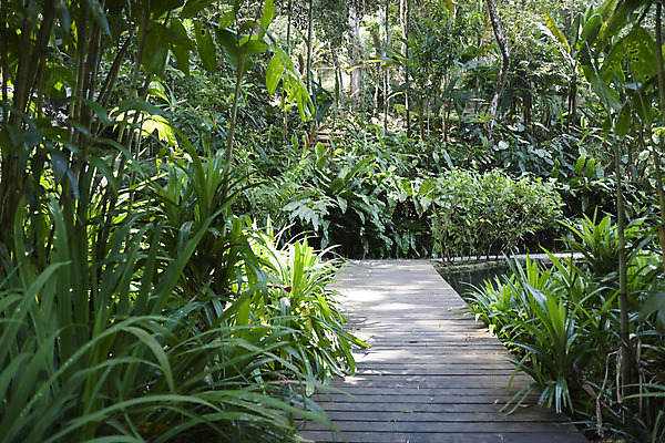 포토 JPG 해외이미지 나무 식물 계절 공원 꽃 길 잎 자국 자연 풍경 사람없음 야외 초록색 정원 열대우림 허브 향신료 원예 내추럴 이국적 파라다이스 그리너리 해외202004 해외포토 공공시설 컬러 취미 숲 생태계 향미료 파일형식 트랜드컬러 이미지허브