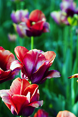 포토 JPG 해외이미지 식물 계절 공원 기념일 꽃잎 꽃 꽃다발 백그라운드 잎 꽃무늬 밭 자연 하늘 부활절 사람없음 빨간색 초록색 여름 빛 컬러풀 햇빛 태양 노란색 정원 맑음 봄 튤립 벚꽃 인사 신선 소프트포커스 4월 5월 배열 꽃집 보케 내추럴 블러 그리너리 해외202004 해외포토 자연요소 공공시설 컬러 무늬 농업 날씨 촬영기법 이벤트 상점 예절 날짜 생태계 파일형식 트랜드컬러 이미지허브