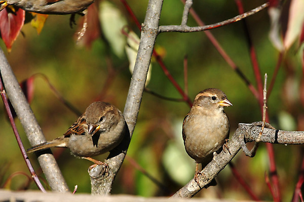 포토 JPG 해외이미지 나무 동물 남자 야생동물 백그라운드 겨울 날개 노래 자연 조류 하늘 주택 앉기 사람없음 목재 파란색 울타리 갈색 추위 나뭇가지 작음 깃털 꼬리 부리 참새 내추럴 동물상 해외202004 해외포토 식물 계절 음악 컬러 재료 모션 사람 건물 담장 조형물 크기 생태계 파일형식 이미지허브