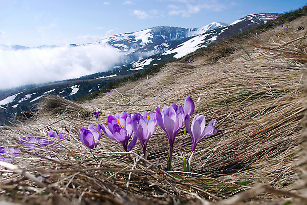 포토 JPG 해외이미지 식물 계절 꽃 실루엣 백그라운드 꽃무늬 밭 자연 부활절 사람없음 장식 초록색 파란색 햇빛 정원 보라색 봄 벚꽃 흰색 인사 신용카드 개화 기다림 자주색 4월 제비꽃 네덜란드 정사각형 내추럴 2월 해외202004 해외포토 도형 기념일 유럽 컬러 무늬 농업 모션 촬영기법 금융 태양 예절 날짜 생태계 파일형식 이미지허브