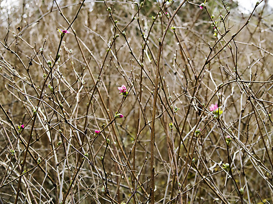 포토 JPG 해외이미지 나무 식물 분홍색 백그라운드 겨울 자연 추상 사람없음 야외 환경 나뭇가지 죽음 닫기 엉킴 묘사 질감 나무껍질 해외202004 해외포토 계절 컬러 무늬 모션 껍질 생태계 파일형식 이미지허브