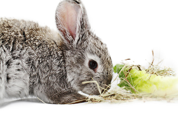 포토 JPG 해외이미지 동물 응시 포유류 털 서기 사람없음 반려동물 샐러드 회색 흰색 토끼 달콤 작음 먹기 귀 솜털 고립 밭일 해외202004 해외포토 시선 음식 컬러 모션 신체부위 맛 크기 파일형식 이미지허브