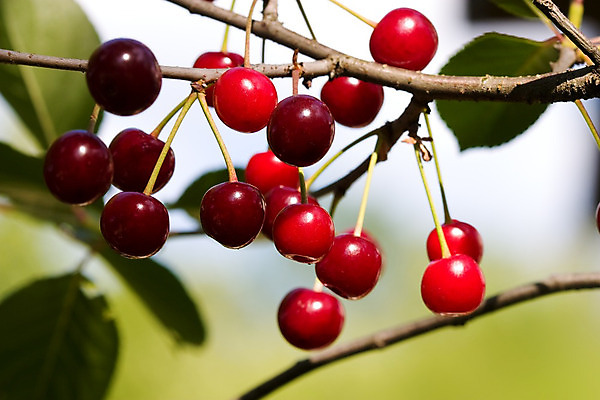 포토 JPG 해외이미지 열매 음식 과일 자연 3 사람없음 빨간색 여름 수확 신선 체리 다발 해외202004 해외포토 식물 계절 컬러 농업 생태계 파일형식 이미지허브
