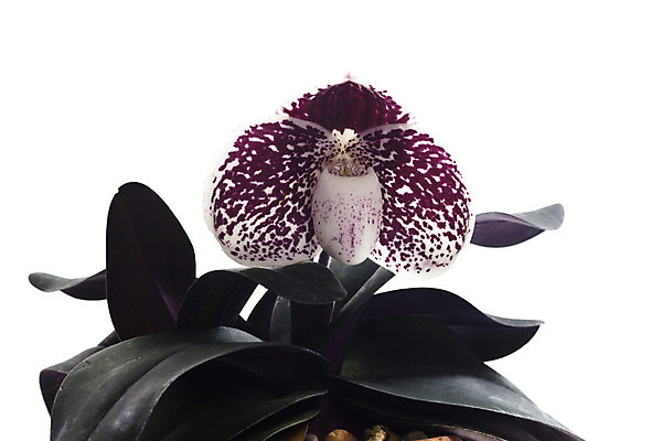 포토 JPG 해외이미지 식물 꽃잎 꽃 백그라운드 자연 슬리퍼 사람없음 야외 장식 초록색 갈색 노란색 환경 정원 봄 벚꽃 흰색 신선 난초 우아함 보호 싱글 생태계 내추럴 고립 생태학 온실 해외202004 해외포토 계절 교육 컬러 신발 컨셉 파일형식 이미지허브