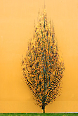 포토 JPG 해외이미지 나무 1 산업 낙엽 겨울 오렌지 서기 사람없음 건물 노란색 어둠 추위 나뭇가지 황금 벌거벗은 해외202004 해외포토 식물 건축물 계절 컬러 잎 과일 모션 파일형식 이미지허브