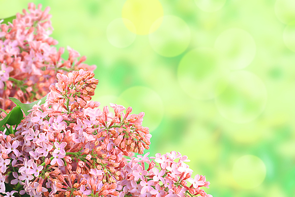 포토 JPG 해외이미지 식물 템플릿 디자인 계절 꽃잎 꽃 분홍색 꽃다발 백그라운드 꽃무늬 자연 추상 사람없음 야외 초록색 여름 컬러풀 봄 젖음 벚꽃 나뭇가지 인사 신용카드 오브젝트 보케 라일락 해외202004 해외포토 나무 컬러 무늬 금융 예절 생태계 파일형식 이미지허브