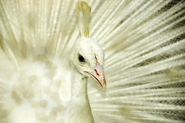 포토 JPG 해외이미지 동물 1 공원 남자 야생동물 패턴 날개 자연 조류 동물원 사람없음 야외 머리 줄무늬 활발 코트 흰색 가운 우아함 공작 깃털 질감 꼬리 부리 쇼 짝짓기 웅장함 이국적 특별함 해외202004 해외포토 옷 공공시설 컬러 컨셉 무늬 사람 신체부위 외투 생태계 파일형식 이미지허브