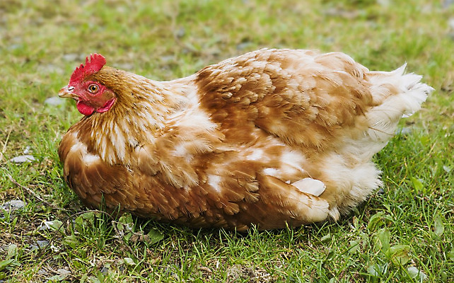 포토 JPG 해외이미지 밭 농업 사람없음 초록색 농장 갈색 치킨 흰색 무료 암탉 해외202004 해외포토 산업 컬러 닭 암컷 닭고기요리 파일형식 이미지허브