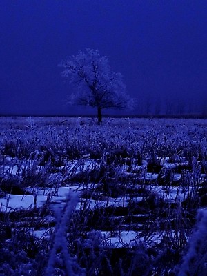 포토 JPG 해외이미지 나무 지구 잎 겨울 밭 자연 날씨 사람없음 야외 환경 얼음 봄 추위 덮개 백발 가을 신선 황무지 서리 내추럴 폭설 눈내림 해외202004 해외포토 자연요소 식물 헤어스타일 계절 농업 눈_날씨 뚜껑 자연재해 생태계 파일형식 이미지허브