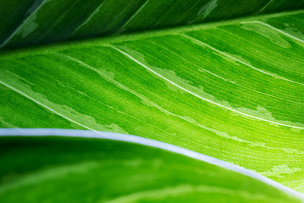 포토 JPG 해외이미지 식물 화초 백그라운드 잎 패턴 자연 사람없음 초록색 환경 질감 해외202004 해외포토 컬러 무늬 생태계 파일형식 이미지허브