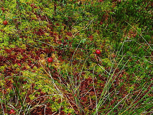포토 JPG 해외이미지 식물 열매 백그라운드 자연 이끼 사람없음 초록색 물 갈색 평화 침묵 가을 황무지 습지 숲 허브 생태계 질감 북쪽 내추럴 변소 크랜베리 해외202004 해외포토 자연요소 계절 컬러 컨셉 소리 방향 파일형식 이미지허브