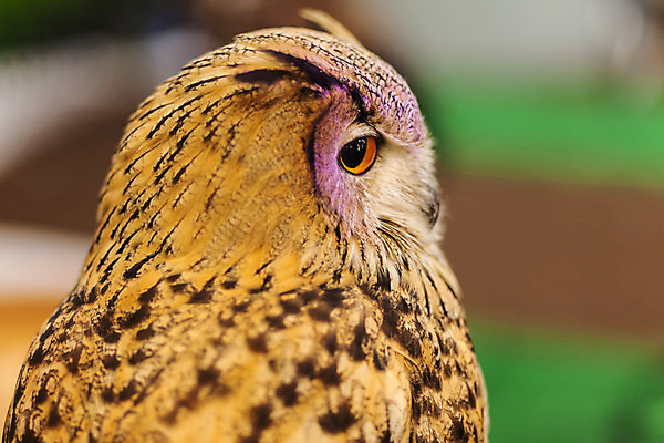 포토 JPG 해외이미지 동물 척추동물 응시 야생동물 오렌지 자연 조류 사람없음 갈색 노란색 깃털 부리 육식동물 부엉이 해외202004 해외포토 시선 컬러 과일 생태계 파일형식 이미지허브