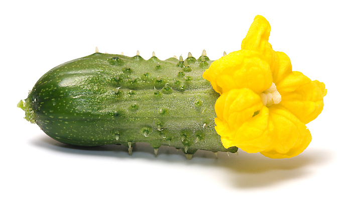 포토 JPG 해외이미지 식물 꽃 음식 백그라운드 다이어트 채소 과일 재료 오이 건강 식이요법 사람없음 초록색 농작물 노란색 식사 수확 흰색 신선 개화 달콤 상품 유기농 날것 내추럴 고립 생식 숙성 채식주의자 해외202004 해외포토 웰빙 컬러 농업 맛 채식 파일형식 이미지허브