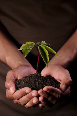 포토 JPG 해외이미지 주간 손 들기 야외 신체부위 새싹 흙 해외202004 해외포토 자연요소 식물 모션 사람 파일형식 이미지허브