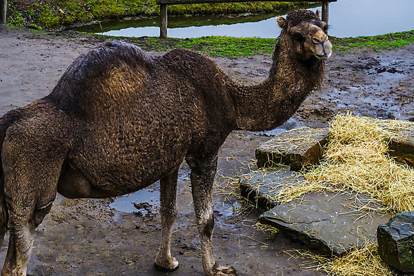 포토 JPG 해외이미지 동물 1 얼굴 포유류 교통시설 아프리카 동물원 사람없음 반려동물 갈색 머리 사막 볏짚 승차 먹기 낙타 아라비아 팩 혹 사하라 단봉낙타 수유 해외202004 해외포토 나라 컬러 교통 모션 신체부위 화장품 짚 시설 파일형식 이미지허브