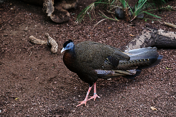 포토 JPG 해외이미지 동물 유럽 야생동물 자연 조류 동물원 동양인 사람없음 컬러풀 갈색 걷기 검은색 스페인 공작 큼 꼬리 꿩 해외202004 해외포토 나라 컬러 모션 인종 크기 생태계 파일형식 이미지허브