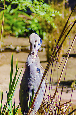 포토 JPG 해외이미지 야생동물 날개 오렌지 자연 조류 왕관 어류 사람없음 옆모습 빨간색 물 파란색 태양 갈색 머리 검은색 미국 회색 판넬 오픈 습지 빨래 큼 먹기 왜가리 깃털 기중기 부리 사냥꾼 목 갈라파고스 서식지 허벅지 유지 짝짓기 계산서 기간 동물상 위생관리 해외202004 해외포토 자연요소 동물 직업 뷰포인트 컬러 가사 북아메리카 과일 모션 관리 신체부위 조형물 수중동물 중장비 크기 생태계 에콰도르 파일형식 이미지허브