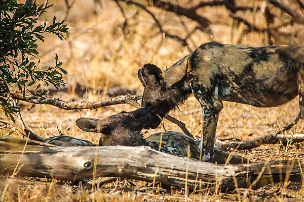 포토 JPG 해외이미지 동물 공원 야생동물 포유류 아프리카 자연 종류 사람없음 세계 환경 게임 그리기 황무지 재산 개 보호 위험 사파리 육식동물 팩 사냥꾼 멸종 늑대 남쪽 송곳니 내추럴 남아프리카 전국 해외202004 해외포토 직업 공공시설 나라 컨셉 모션 놀이 금융 화장품 치아 방향 생태계 파일형식 이미지허브