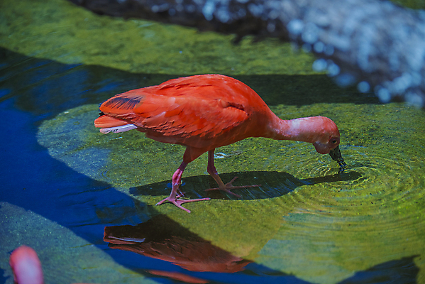 포토 JPG 해외이미지 동물 척추동물 야생동물 날개 오렌지 자연 조류 생물 사람없음 야외 옆모습 빨간색 물 컬러풀 환경 미국 닫기 깃털 부리 슛 진홍색 남쪽 고립 이국적 해외202004 해외포토 자연요소 뷰포인트 컬러 북아메리카 과일 모션 방향 생태계 파일형식 이미지허브