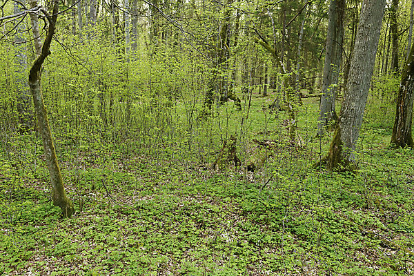 포토 JPG 해외이미지 나무 식물 계절 공원 유럽 잎 자연 국립공원 풍경 사람없음 야외 초록색 갈색 환경 봄 신선 행운 황무지 숲 날것 광택 멸종 폴란드 내추럴 고립 옛날 오리지널 전국 해외202004 해외포토 공공시설 나라 컬러 컨셉 생태계 파일형식 이미지허브