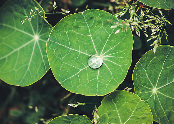 포토 JPG 해외이미지 식물 1 꽃 백그라운드 잎 꽃무늬 자연 사람없음 초록색 물 여름 환경 정원 봄 젖음 물방울 신선 액체 센터 떨어짐 소프트포커스 빗방울 묘사 원예 질감 정맥 내추럴 그리너리 해외202004 해외포토 자연요소 계절 컬러 컨셉 무늬 촬영기법 취미 비_날씨 생태계 혈관 파일형식 트랜드컬러 이미지허브