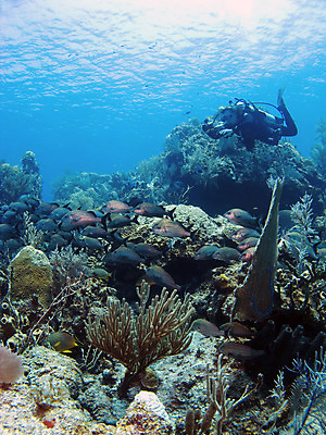 포토 JPG 해외이미지 바다 섬 어류 가면 한명 물 파란색 수중 부채 산호 사진사 탱크 지느러미 암초 해외202004 해외포토 자연요소 1 컬러 사람 수중동물 자포동물 작가 파일형식 이미지허브