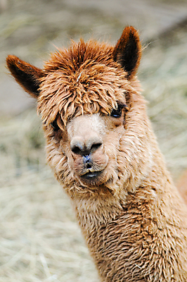 포토 JPG 해외이미지 동물 1 응시 얼굴 포유류 포옹 자연 생물 털 사람없음 야외 세로 농장 갈색 머리 가축 닫기 코 귀 목 양모 라마 알파카 양털 해외202004 해외포토 시선 컬러 농업 안기 모션 신체부위 직물 생태계 파일형식 이미지허브