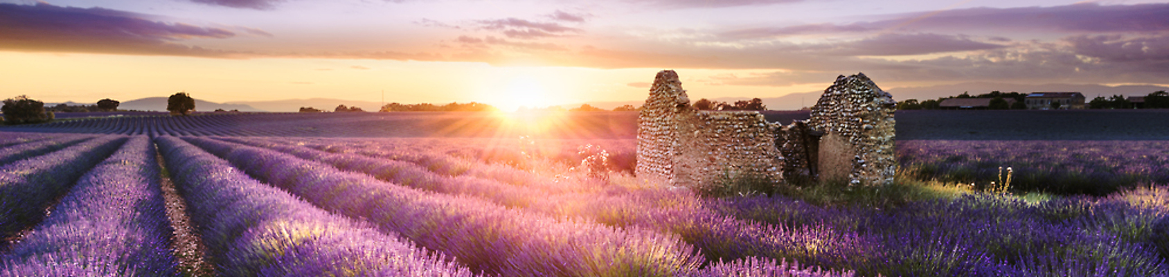 포토 JPG 해외이미지 식물 꽃 선 밭 풍경 사람없음 야외 여름 파란색 빛 컬러풀 맑음 보라색 프랑스 시골 개화 자주색 허브 제비꽃 그림 정사각형 향기 아로마 아로마테라피 라벤더 프랑스어 프로방스 해외202004 해외포토 도형 문자 계절 유럽 컬러 농업 날씨 냄새 테라피 파일형식 이미지허브