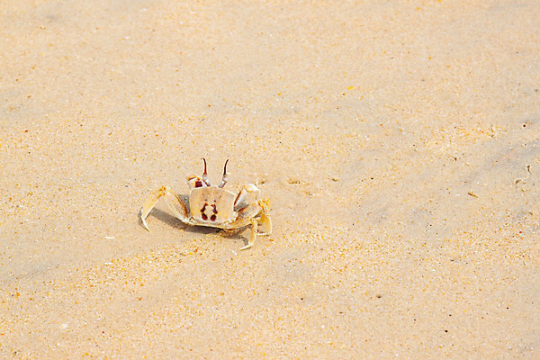 포토 JPG 해외이미지 동물 야생동물 모래 바다 여행 백그라운드 자연 휴가 조개 사람없음 야외 물 여름 파란색 모래사장 노란색 게 껍질 흰색 해산물 내추럴 집게발 해외202004 해외포토 자연요소 계절 컬러 어패류 갑각류 생태계 파일형식 이미지허브