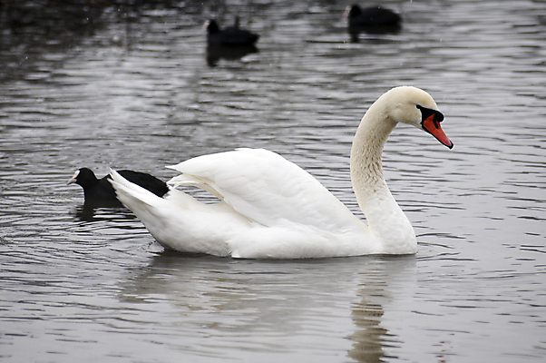 포토 JPG 해외이미지 주간 호수 여러마리 오리 사람없음 야외 백조 해외202004 해외포토 자연요소 다수 조류 파일형식 이미지허브