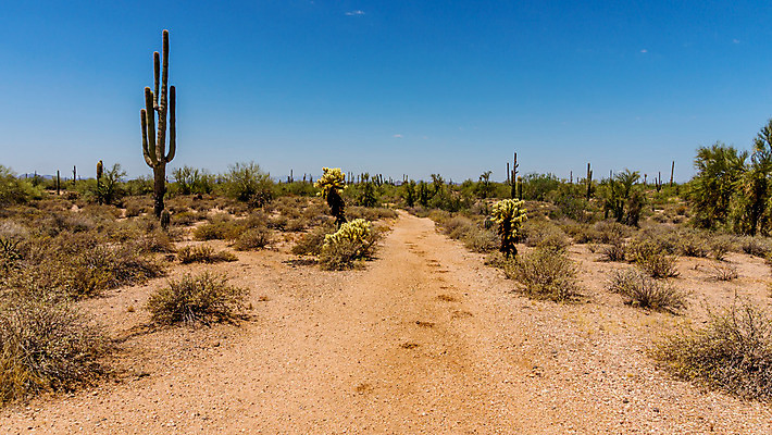 포토 JPG 해외이미지 식물 자연 하늘 선인장 건조 풍경 사람없음 야외 노란색 미국 사막 붓 뜨거움 가시 황무지 위험 척추 생태계 애리조나 봉황 해외202004 해외포토 컬러 컨셉 북아메리카 뼈 파일형식 이미지허브