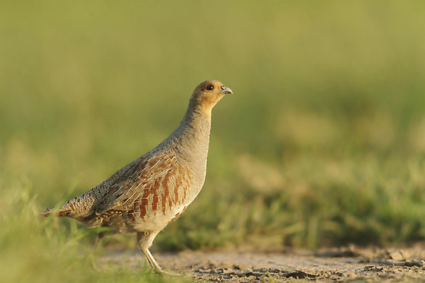 포토 JPG 해외이미지 나무 동물 공원 남자 야생동물 백그라운드 겨울 날개 자연 조류 하늘 동물원 앉기 풍경 사람없음 야외 빨간색 초록색 물 여름 파란색 컬러풀 갈색 노란색 평화 검은색 봄 흰색 나뭇가지 숲 작음 깃털 부리 내추럴 동물상 해외202004 해외포토 자연요소 식물 계절 공공시설 컬러 컨셉 모션 사람 조형물 크기 생태계 파일형식 이미지허브