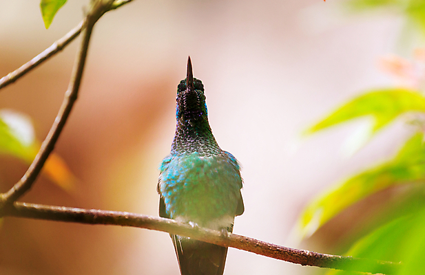 포토 JPG 해외이미지 동물 꽃 야생동물 음식 섬 날개 오렌지 자연 조류 날리기 사람없음 초록색 빛 미국 습지 숲 작음 먹기 깃털 꼬리 부리 광택 꿀 공평 계산서 벌새 서쪽 수유 이국적 해외202004 해외포토 식물 컬러 북아메리카 과일 모션 크기 방향 생태계 파일형식 이미지허브