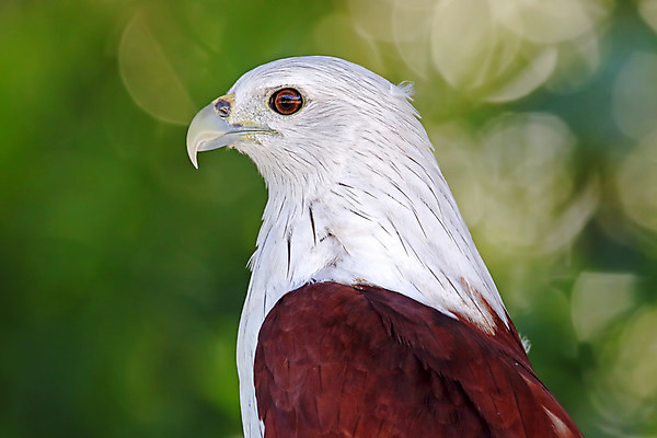 포토 JPG 해외이미지 나무 동물 여자 남자 아시아 얼굴 야생동물 백그라운드 날개 자연 조류 사람없음 야외 목재 가로 빨간색 초록색 컬러풀 머리 환경 나뭇가지 막대기 닫기 숲 깃털 연 꼬리 부리 독수리 서식지 생태학 이국적 해외202004 해외포토 식물 교육 나라 컬러 재료 모션 사람 신체부위 놀이용품 생태계 파일형식 이미지허브